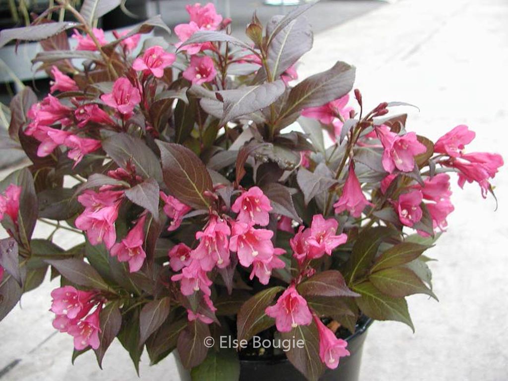 Weigela florida ‚Verweig 3‘ (MINOR BLACK)