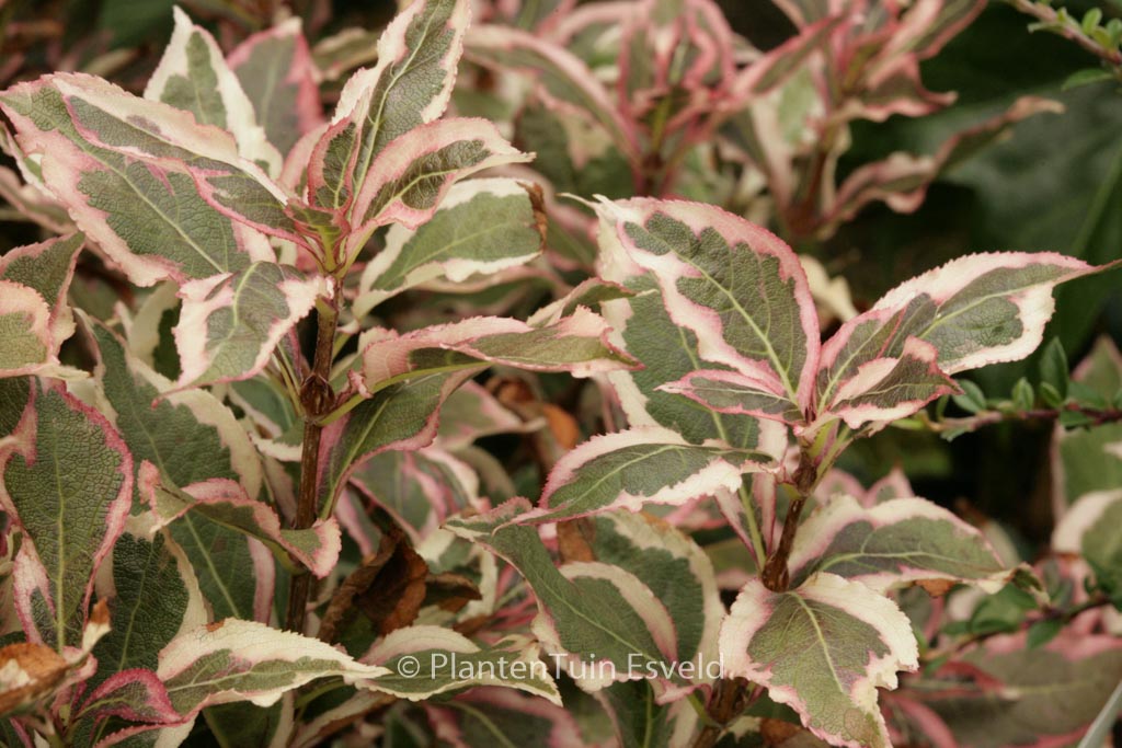 Weigela florida ‚Verweig 8‘ (ALL SUMMER MONET