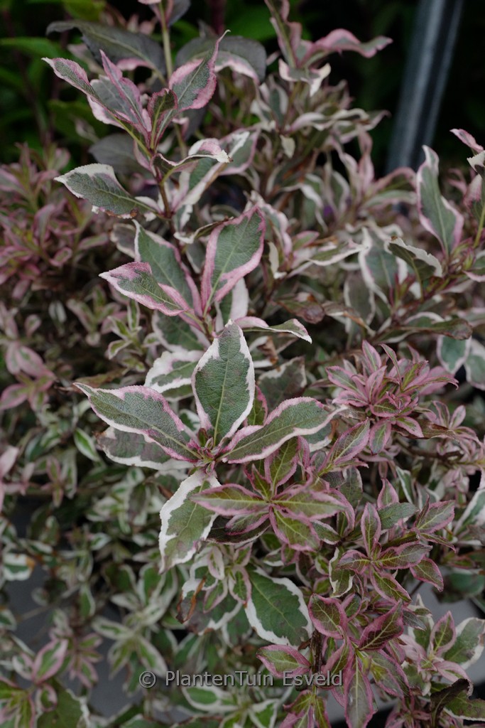 Weigela florida ‚Verweig 8‘ (All Summer Monet)