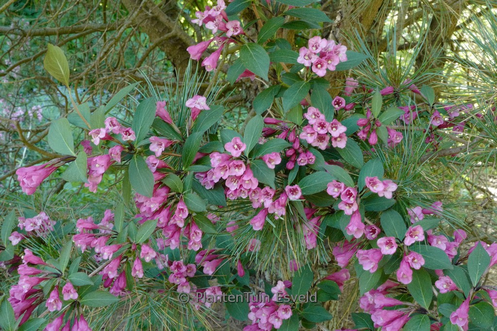 Weigela florida ‚Victoria‘