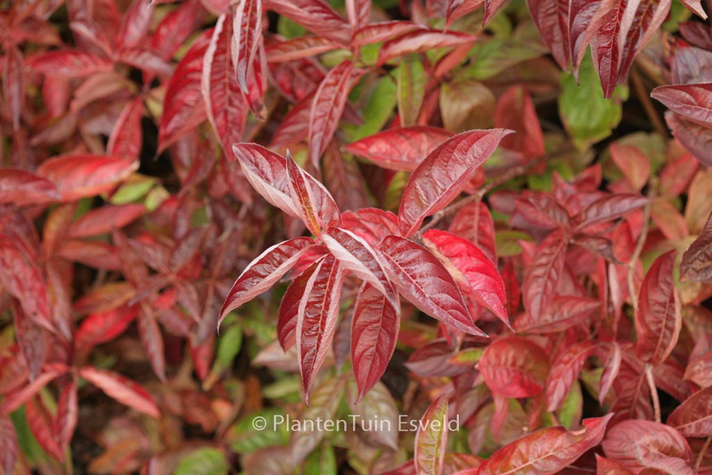 Weigela florida ‚Wings of Fire‘