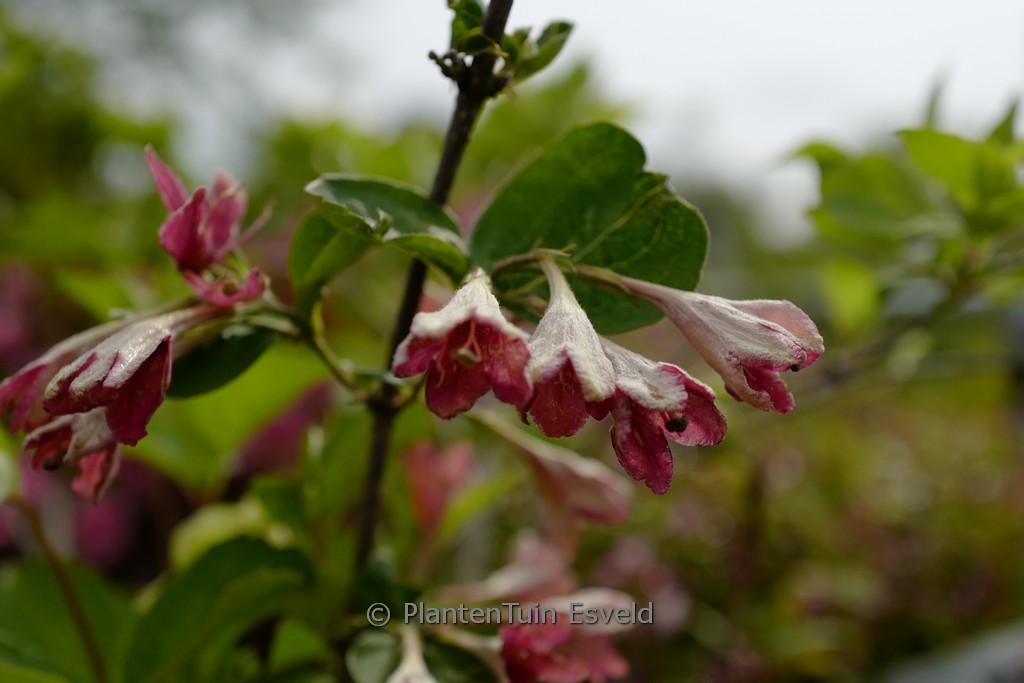 Weigela subsessilis