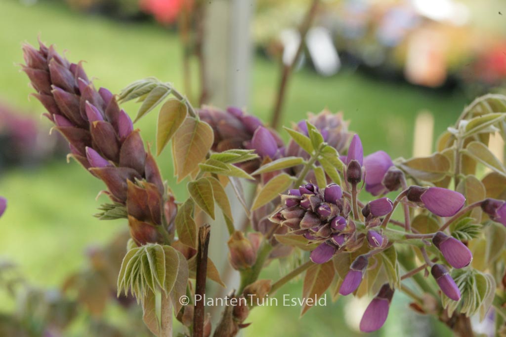 Wisteria brachybotrys ‚Okayama‘