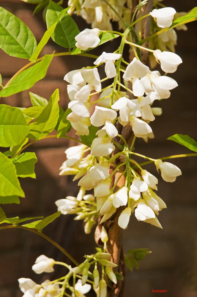 Wisteria brachybotrys ‚Shiro-kapitan‘