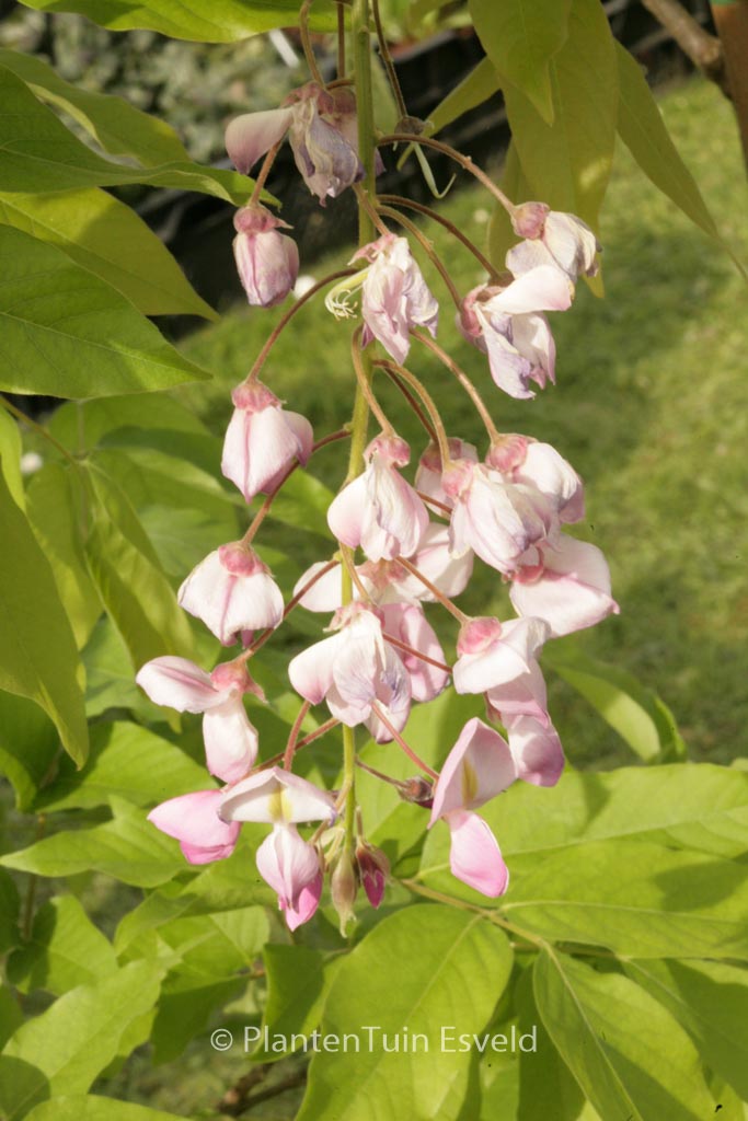 Wisteria brachybotrys ‚Showa-beni‘