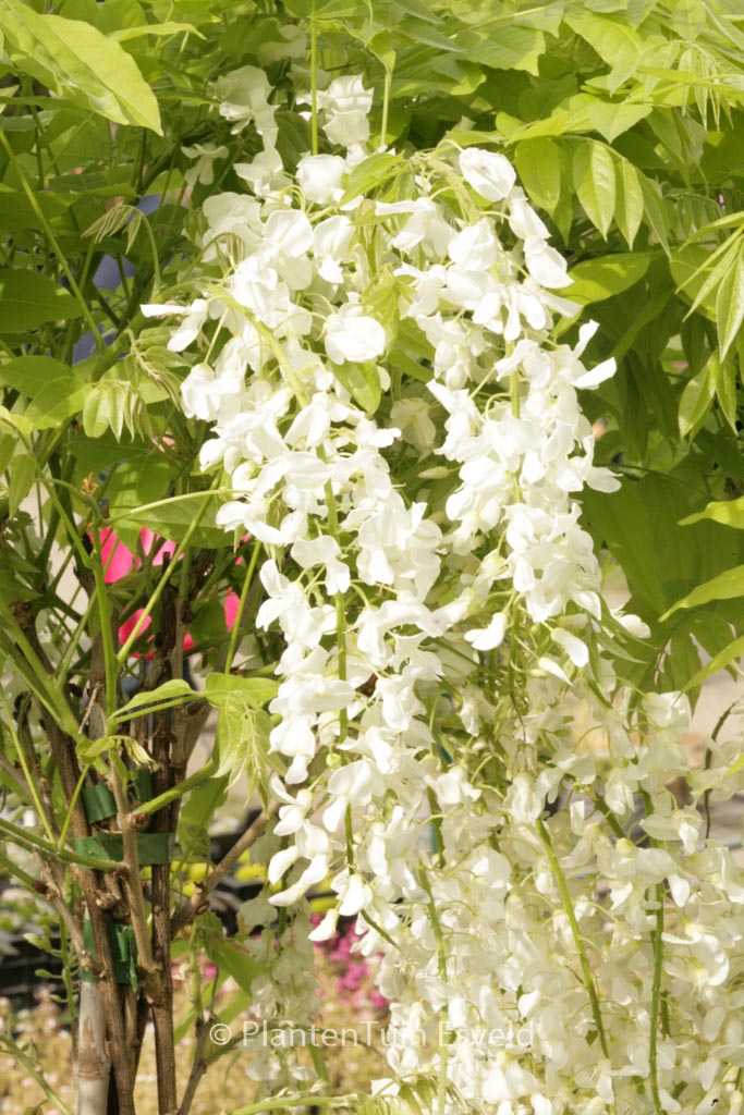 Wisteria floribunda ‚Alba‘