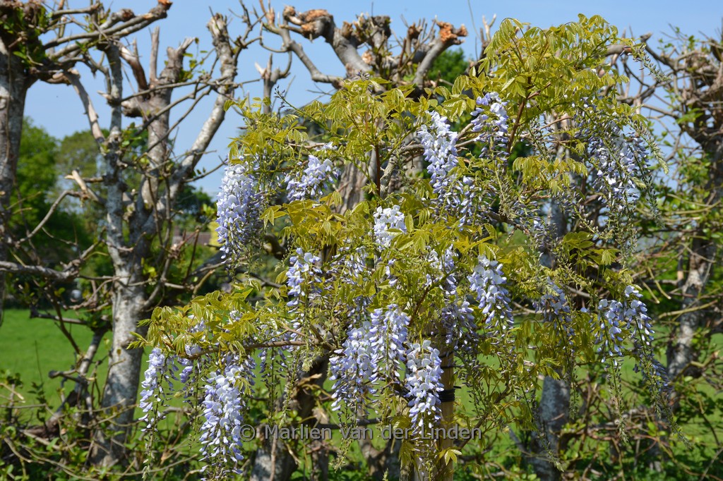 Wisteria floribunda ‚Blue Dream‘