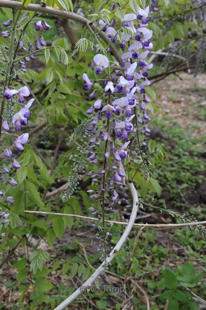Wisteria floribunda ‚Burford‘