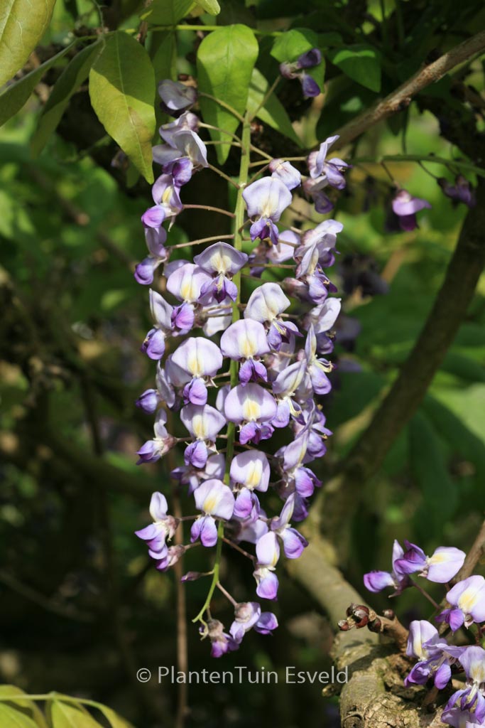 Wisteria floribunda ‚Domino‘