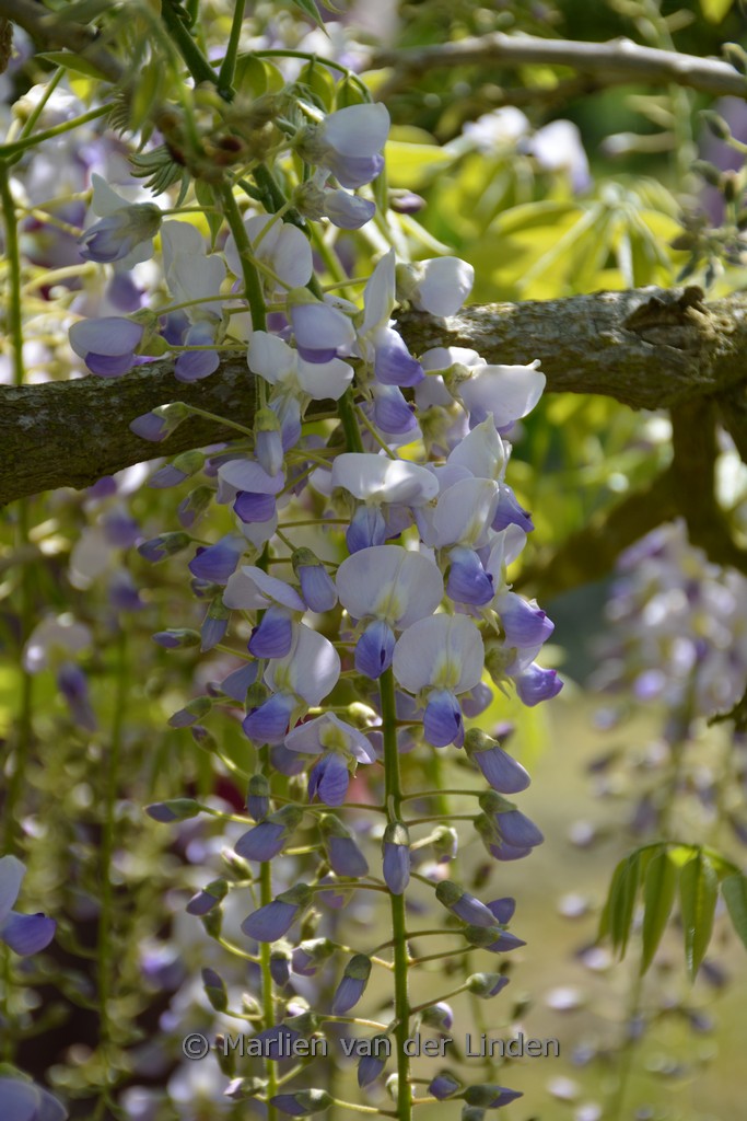 Wisteria floribunda ‚Ebicha‘