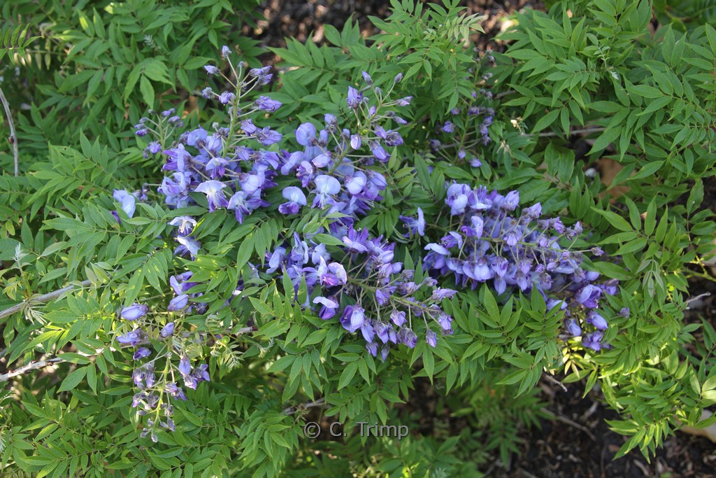 Wisteria floribunda ‚Hime‘