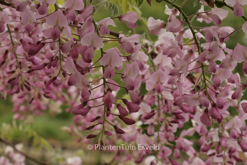 Wisteria floribunda ‚Honbeni‘
