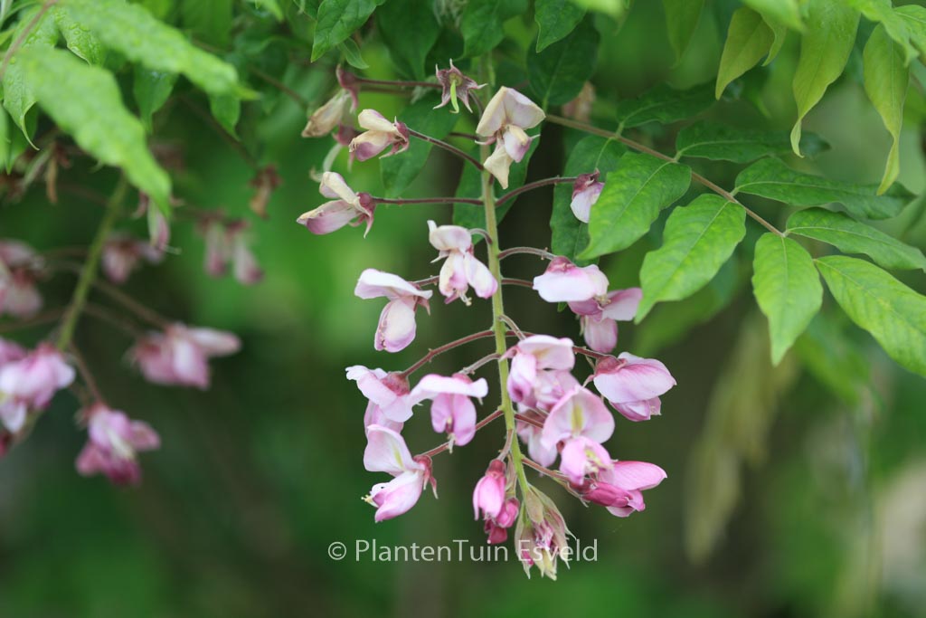 Wisteria floribunda ‚Kuchi-beni‘