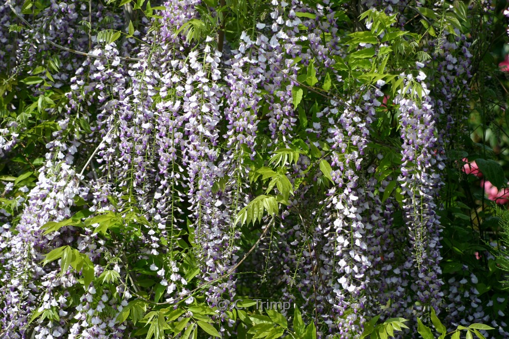 Wisteria floribunda ‚Kyushaku‘