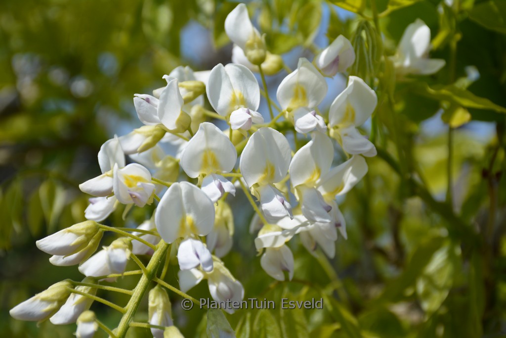Wisteria floribunda ‚Mon Blanc‘