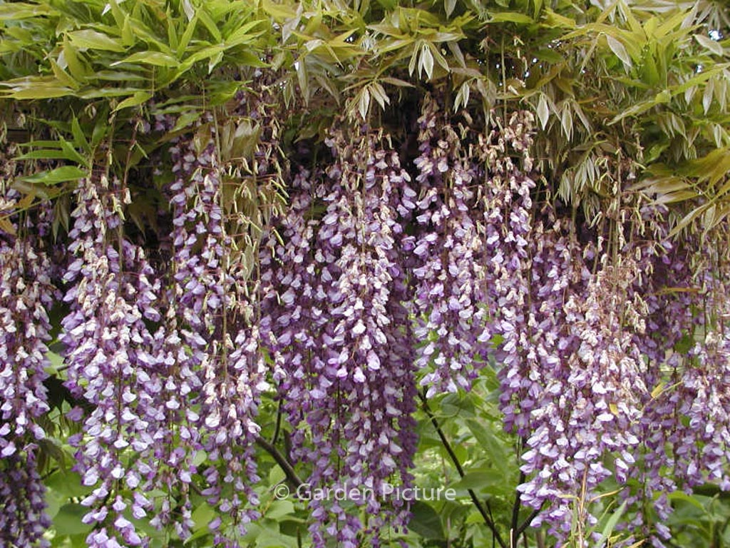 Wisteria floribunda ‚Multijuga‘