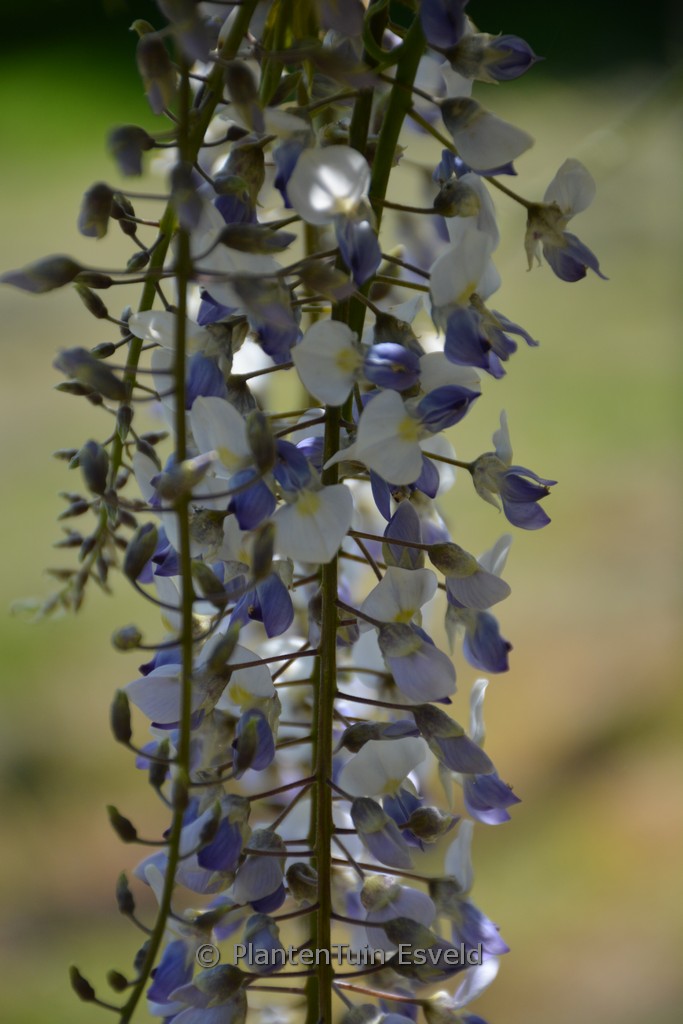 Wisteria floribunda ‚Texas Falls‘