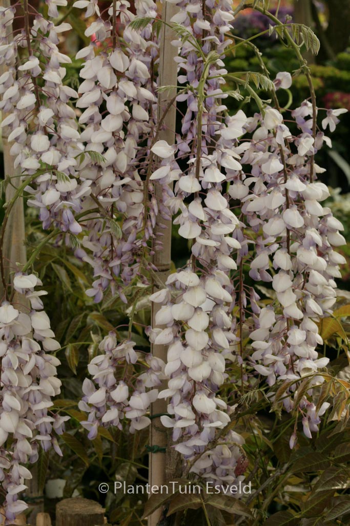 Wisteria floribunda ‚Texas Purple‘