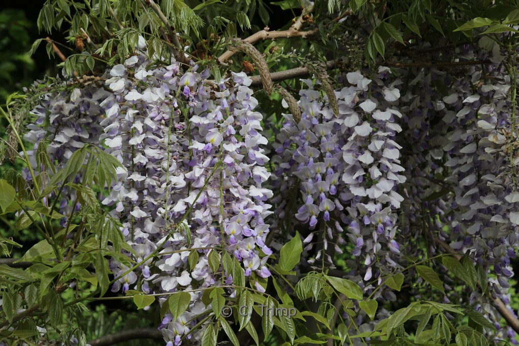 Wisteria formosa ‚Enchantment‘