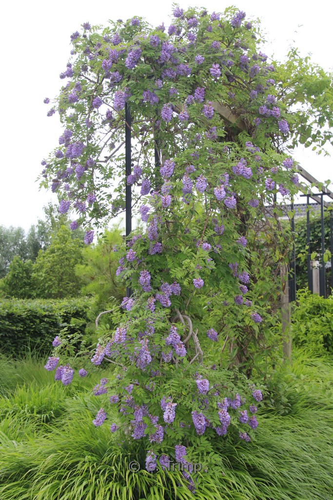 Wisteria frutescens ‚Amethyst Falls‘