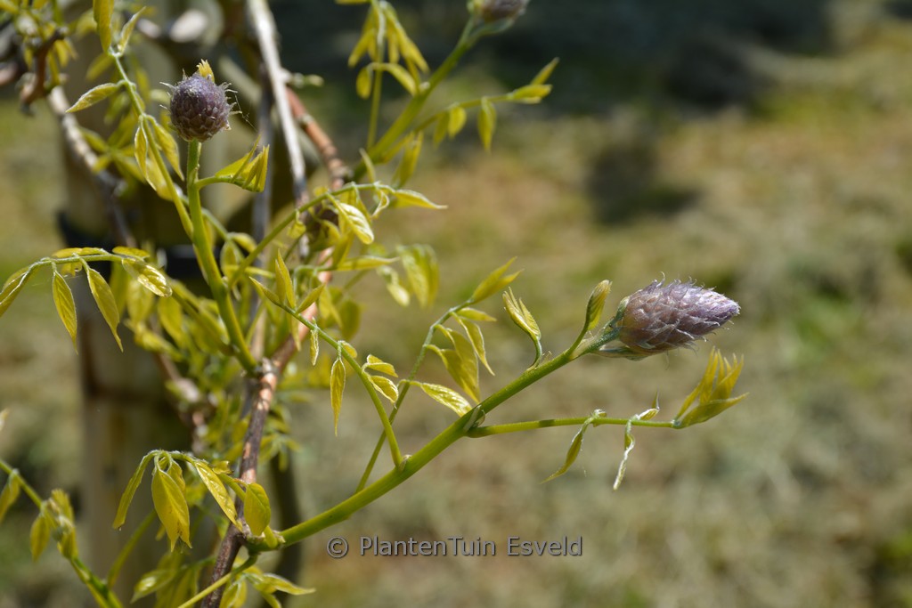 Wisteria frutescens ‚Delta Blue‘