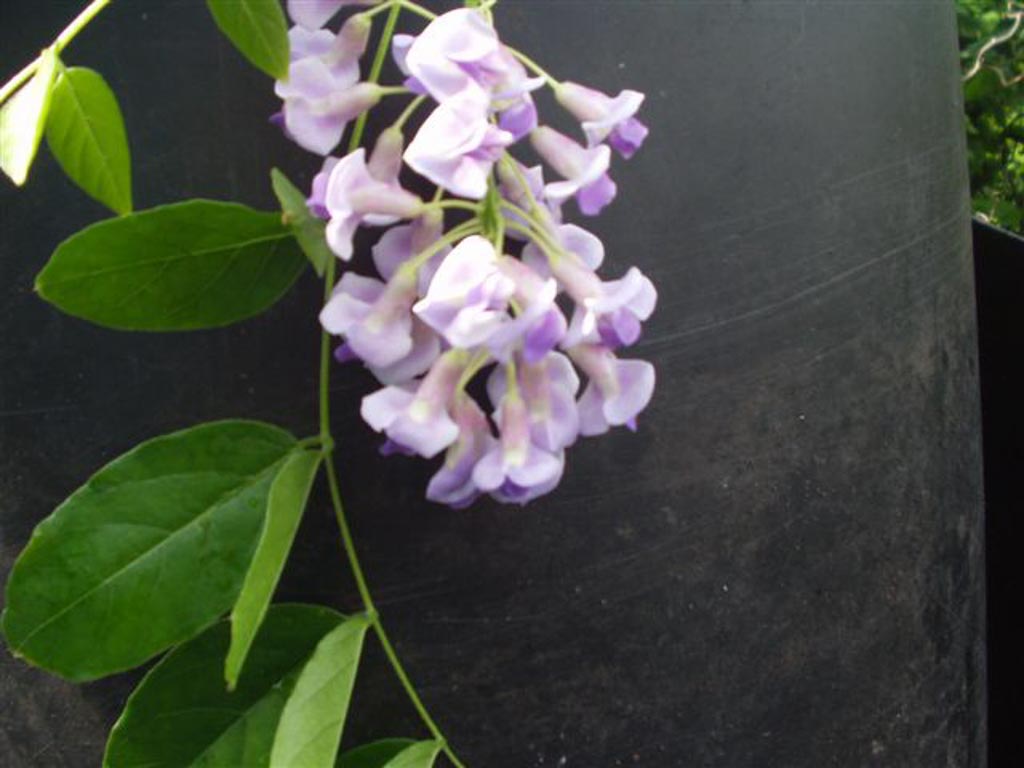 Wisteria macrostachya ‚Blue Moon‘