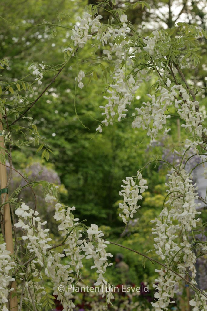 Wisteria sinensis ‚Alba‘