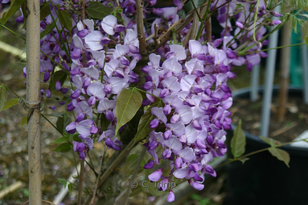 Wisteria sinensis ‚Amethyst‘
