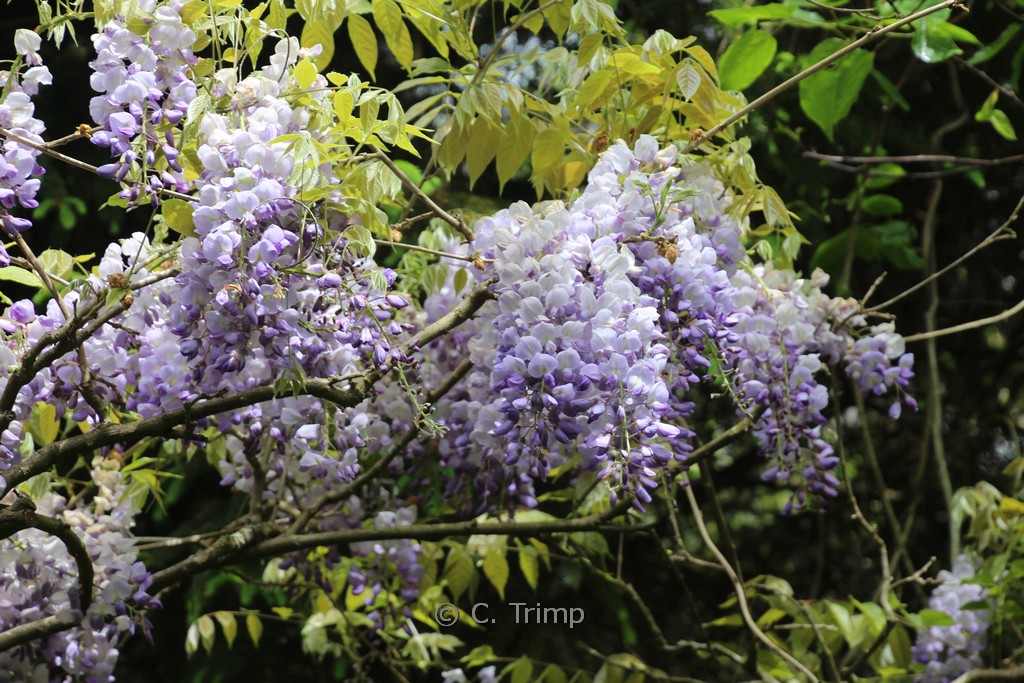 Wisteria sinensis ‚Blue Sapphire‘
