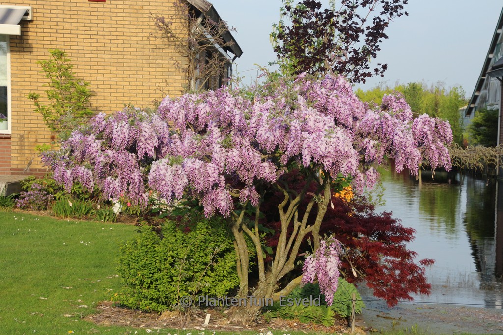 Wisteria sinensis ‚Dawn‘