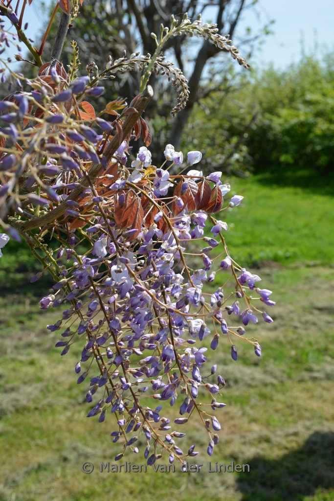 Wisteria sinensis ‚Rolvenden Bronze‘