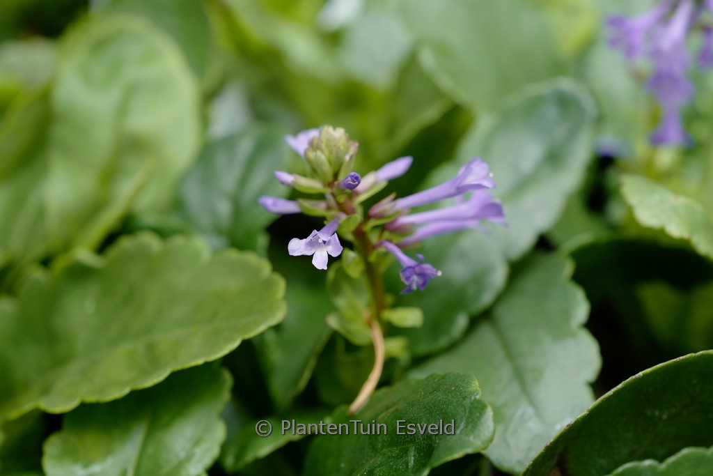 Wulfenia carinthiaca