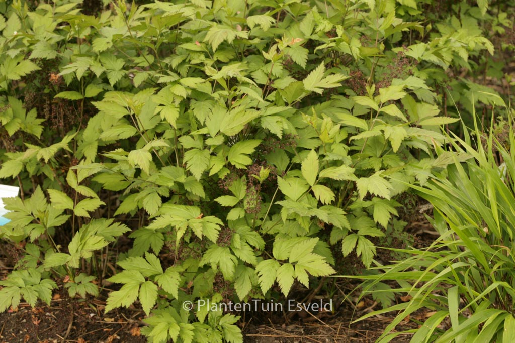 Xanthorhiza simplicissima