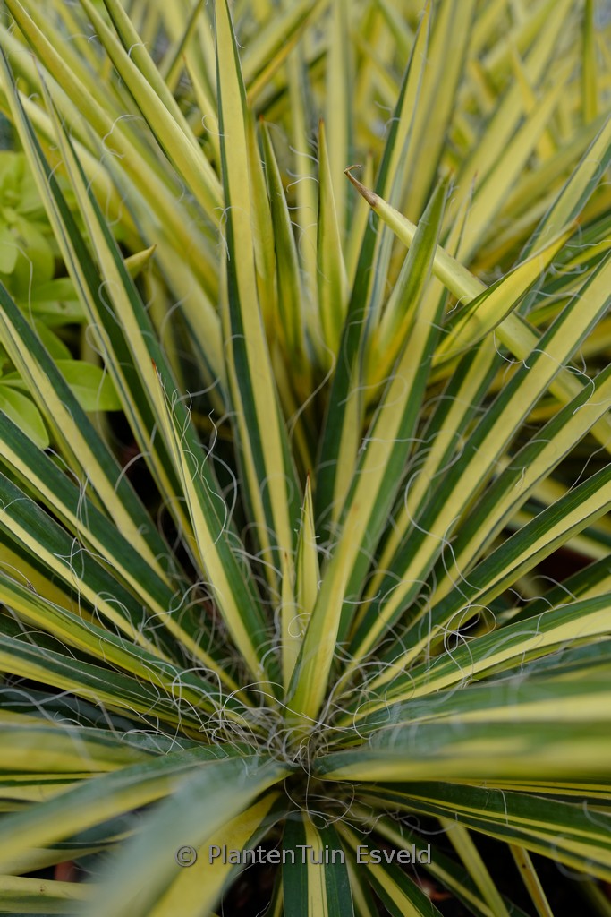 Yucca filamentosa ‚Color Guard‘