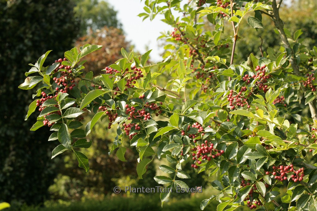 Zanthoxylum americanum