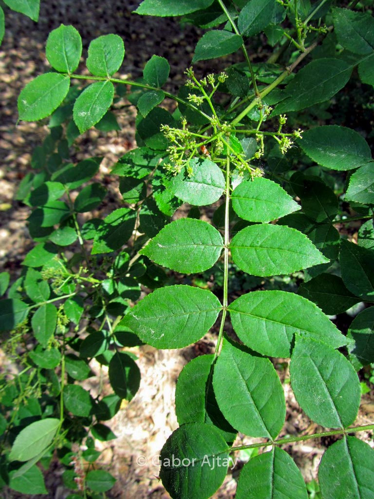 Zanthoxylum coreanum