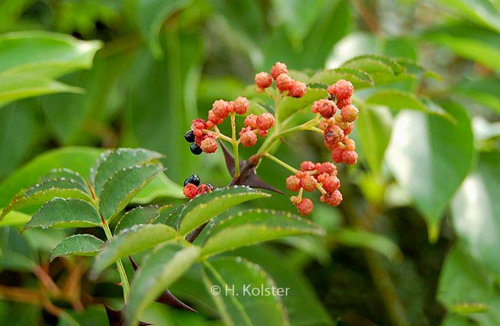 Zanthoxylum giraldii