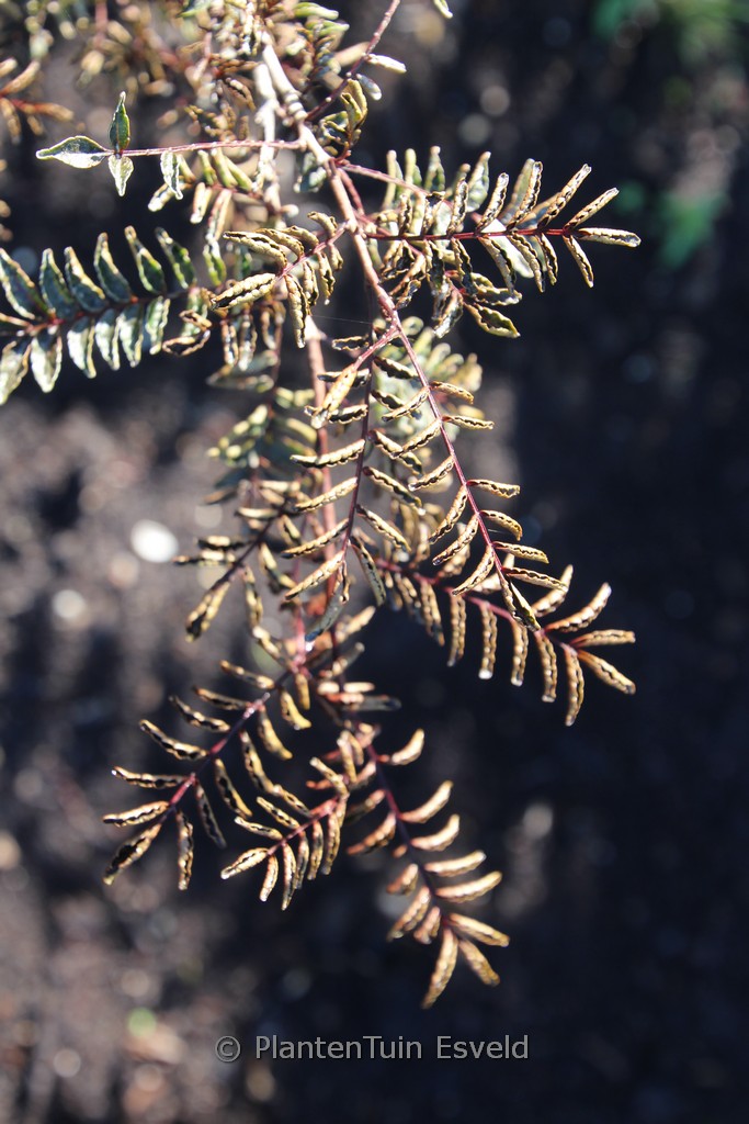 Zanthoxylum piperitum ‚Kuro-kosho‘