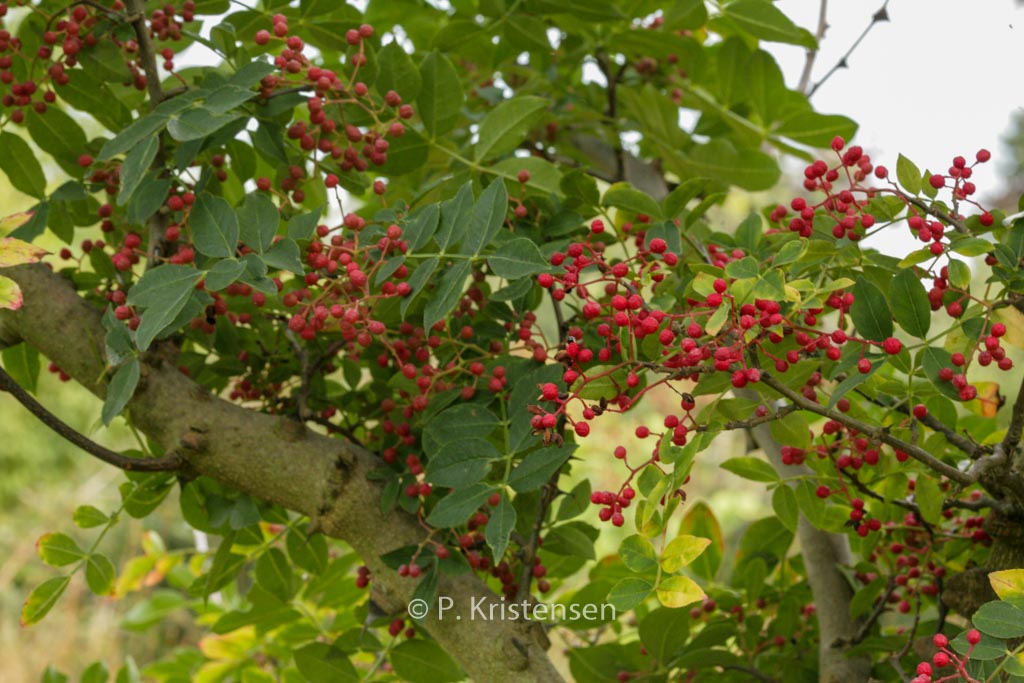 Zanthoxylum simulans