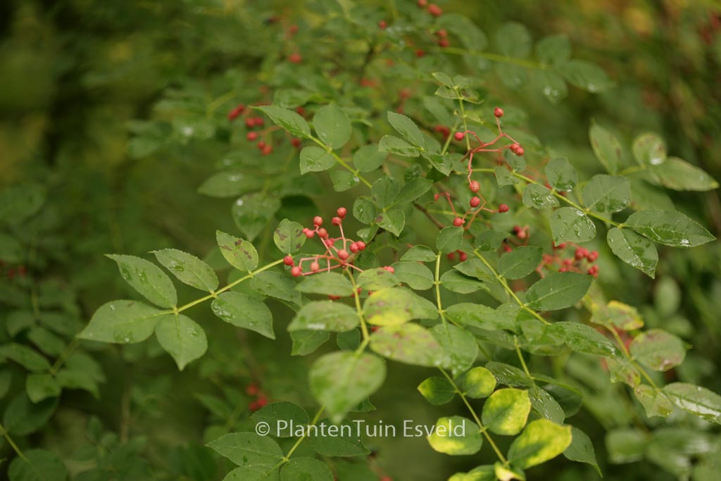 Zanthoxylum stenophyllum