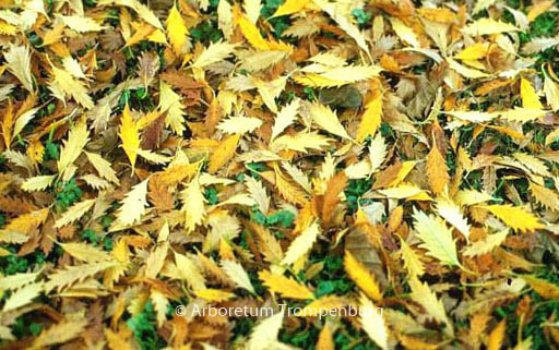 Zelkova carpinifolia ‚Verschaffeltii‘