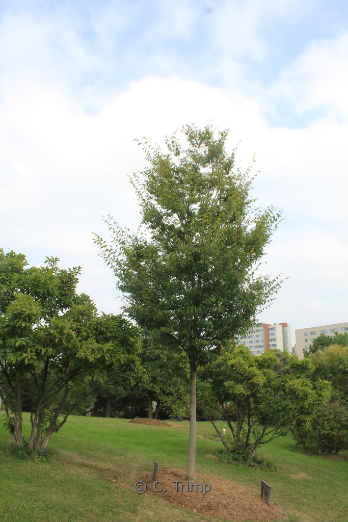 Zelkova serrata ‚Flekova‘ (GREEN VASE)