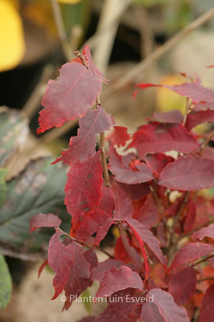 Zelkova serrata ‚Goblin‘