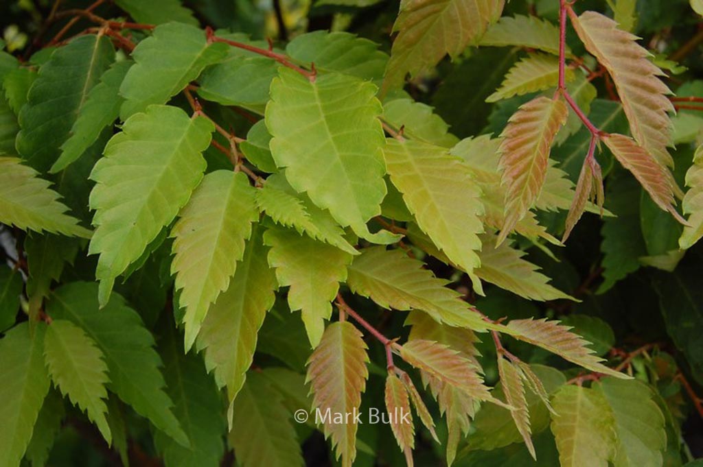 Zelkova serrata ‚Ogon‘ (BRIGHT PARK)