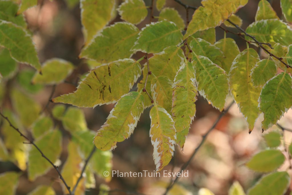 Zelkova serrata ‚Variegata‘