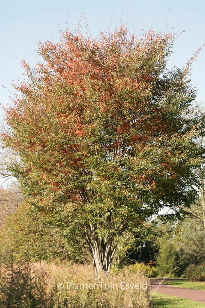 Zelkova serrata ‚Village Green‘