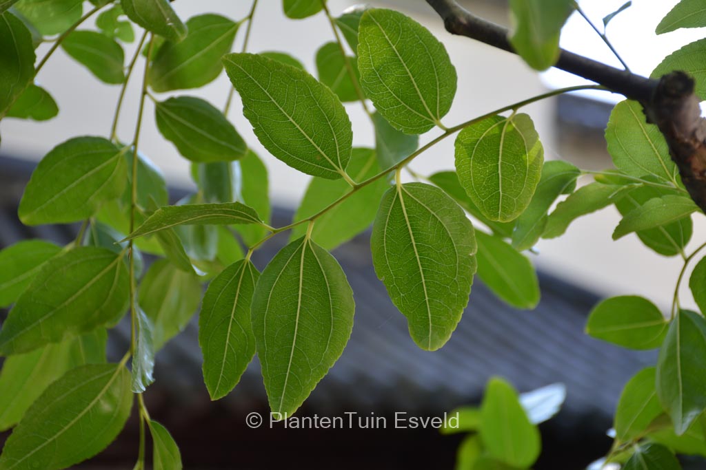 Ziziphus jujuba
